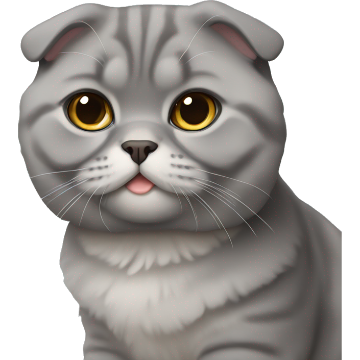 Grey scottish fold