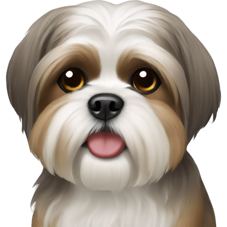 Shih Tzu