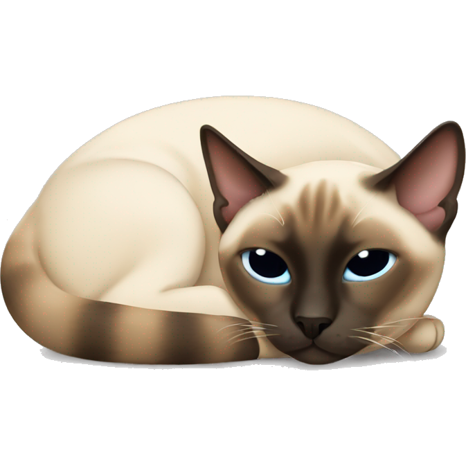 Siamese cat laying down sleeping