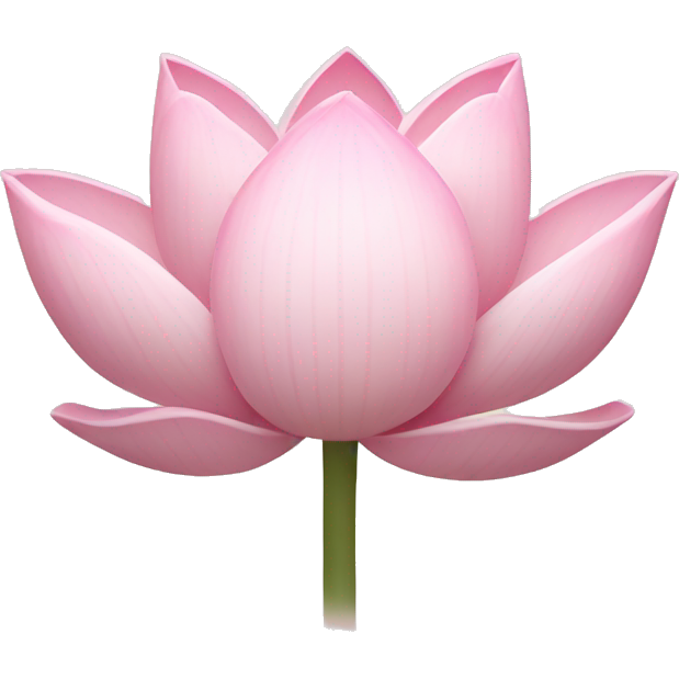 Light pink lotus flower
