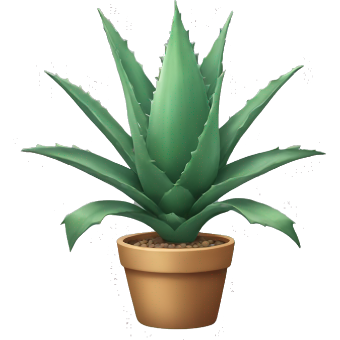 Agave plant
