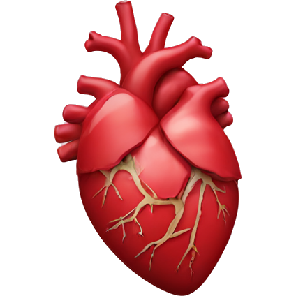 Human heart