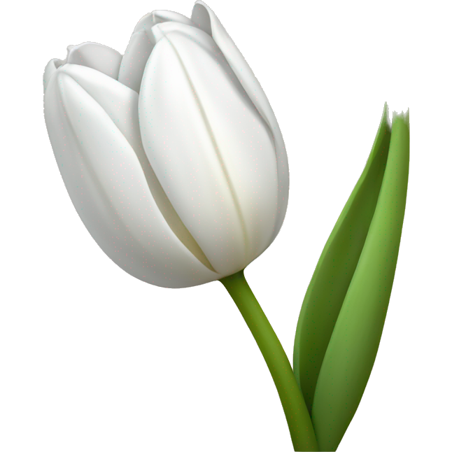 White tulip