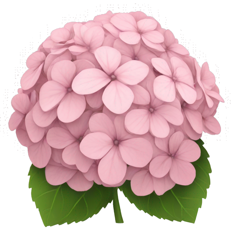 Light pink hydrangeas