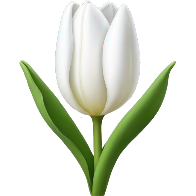White tulip