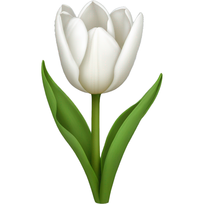 White tulips