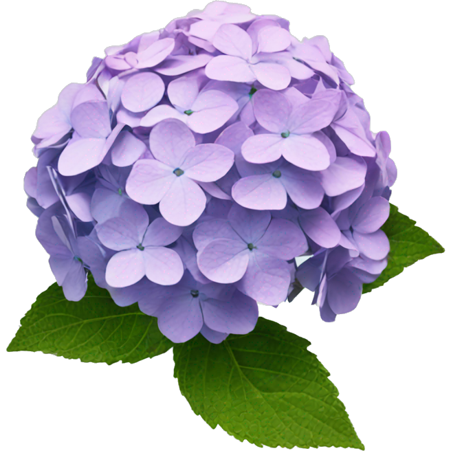 Hydrangea