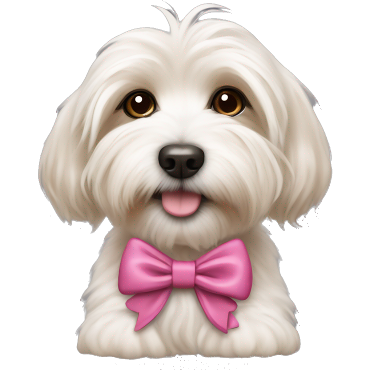 Havanese puppy in bow