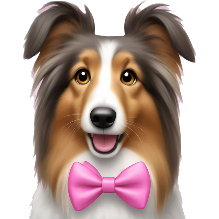 Sheltie wearing pink bow