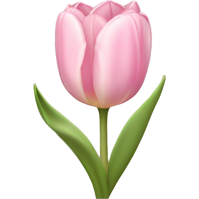 Light pink tulip bouquet with light pink bow