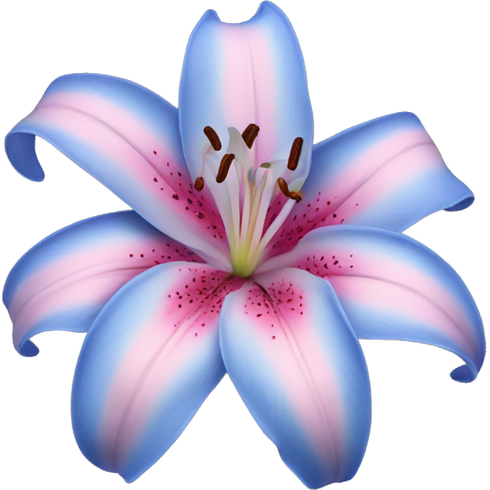 Blue and pink lily flower