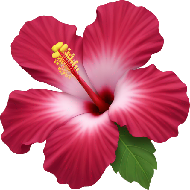 Hibiscus flower