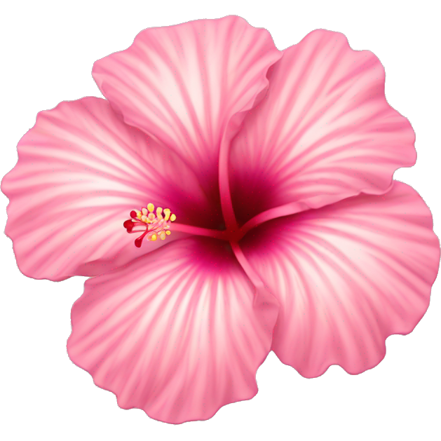 Light pink hibiscus