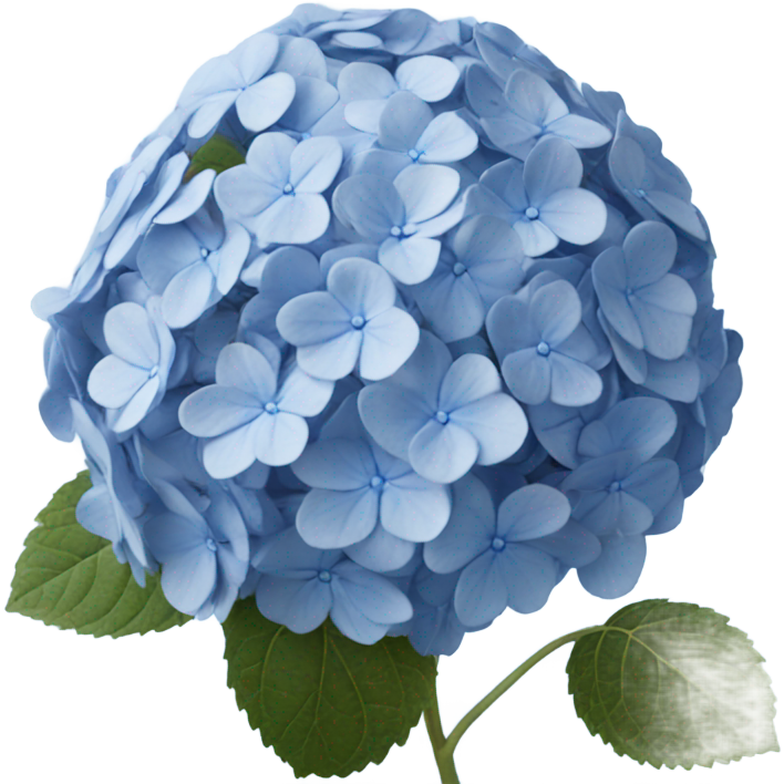 Blue hydrangea