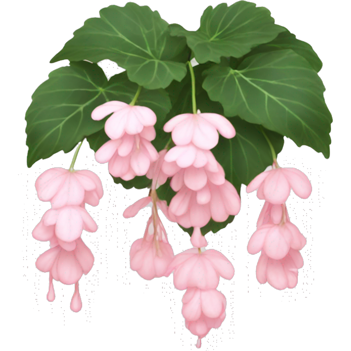 Light pink Weeping begonia