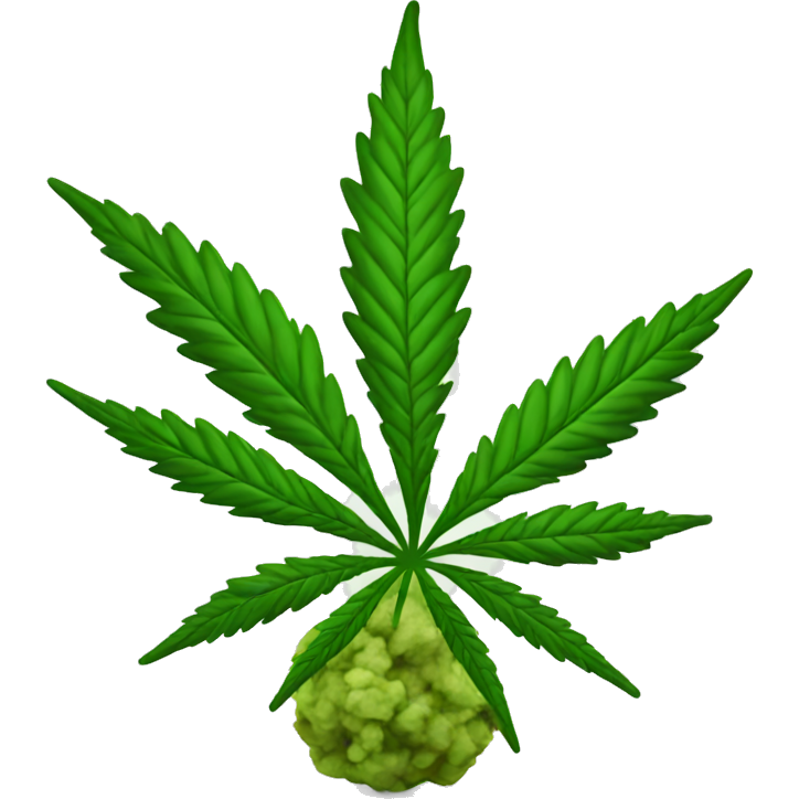 Cannabis