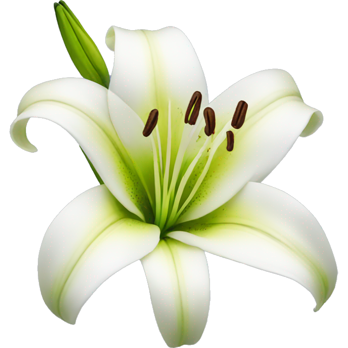 Lily flower