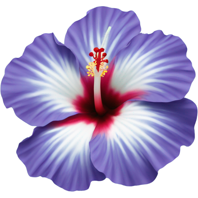 Hibiscus blue flower