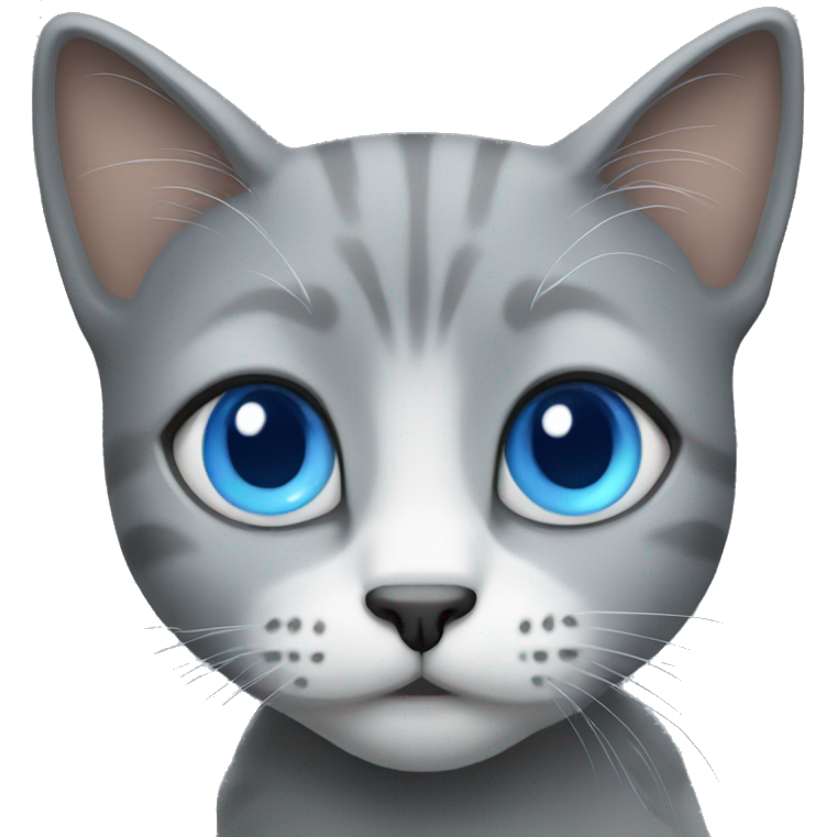 Grey cat with blue eyes