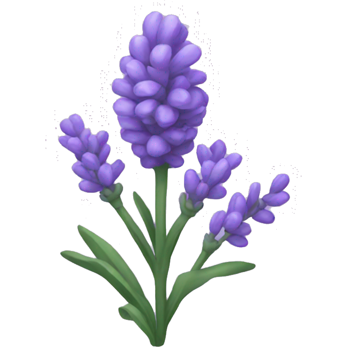 Lavender