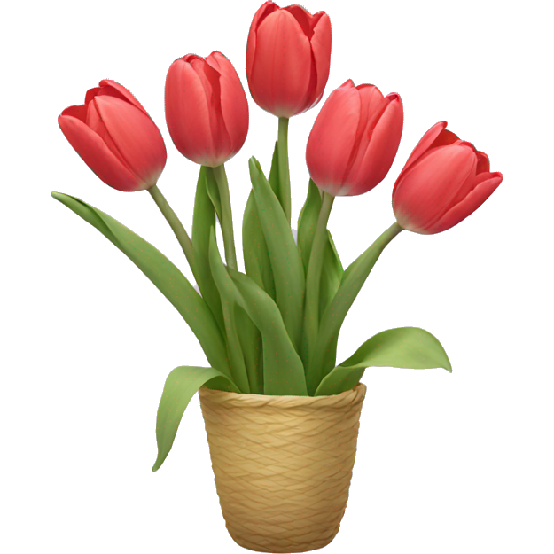 Tulips