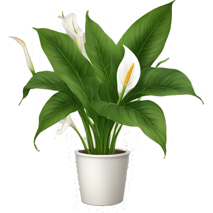 Peace lilies
