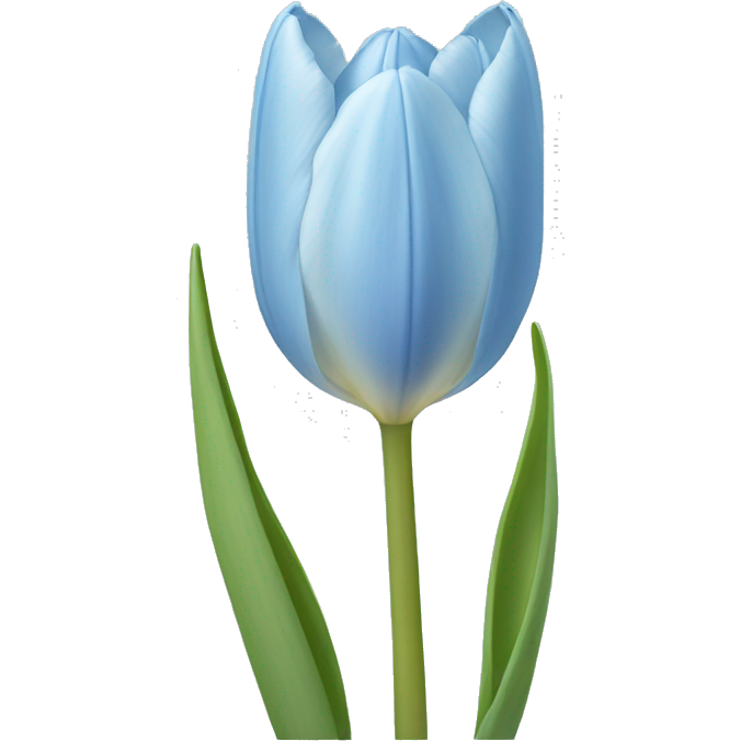 Light blue tulip