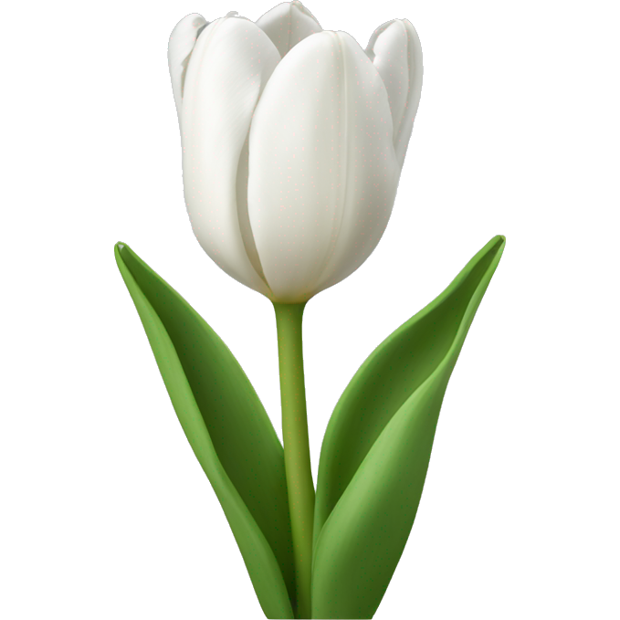 White tulips