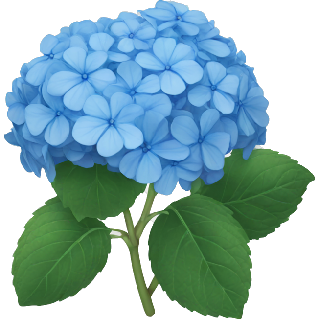 Blue hydrangea