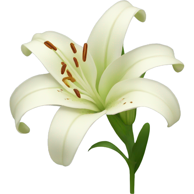 Lily flower