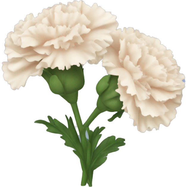 Carnations