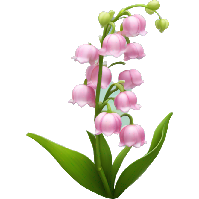 Pink lily of the valley