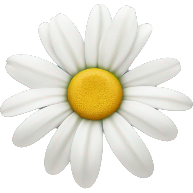 Pretty daisy with white petals.