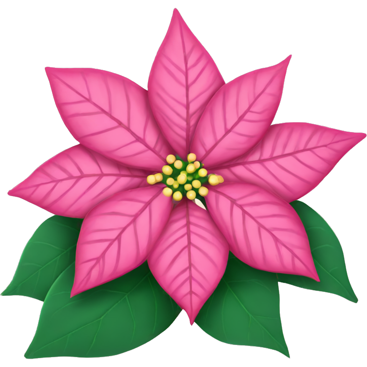 Pink Christmas poinsettia