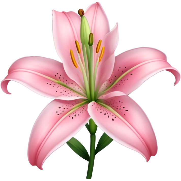 Light pink lilium