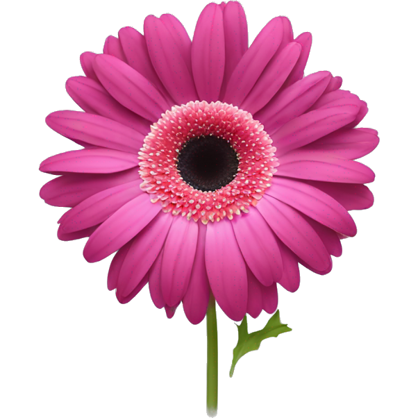 A dark pink gerbera flower with white in the center
