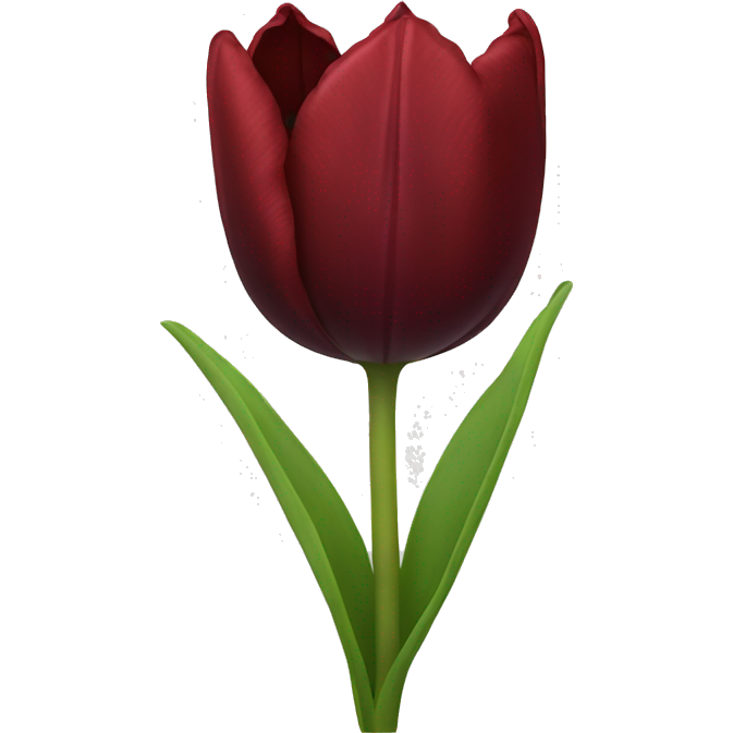 Dark red tulip