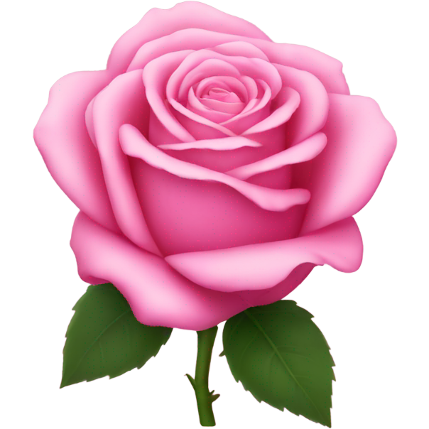 Pink rose