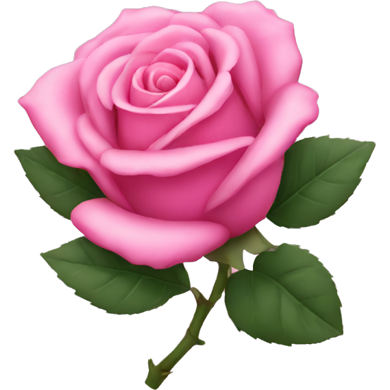 Pink rose