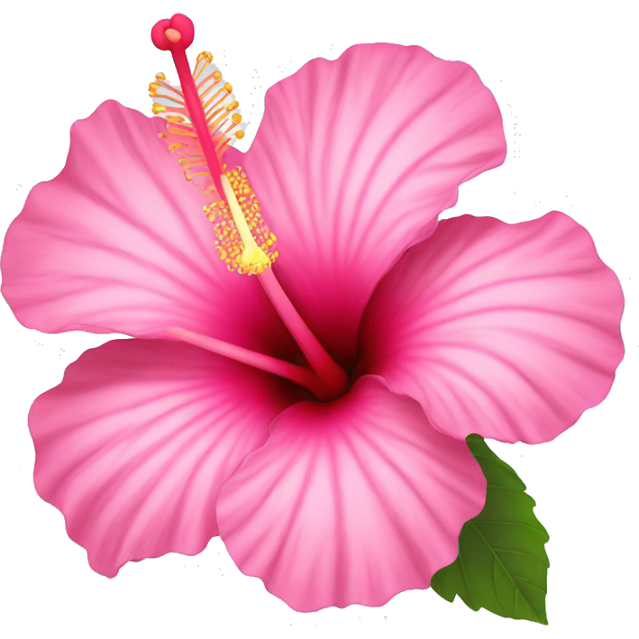 Hibiscus flower pink