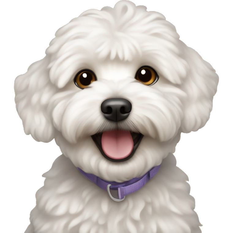 Happy maltipoo