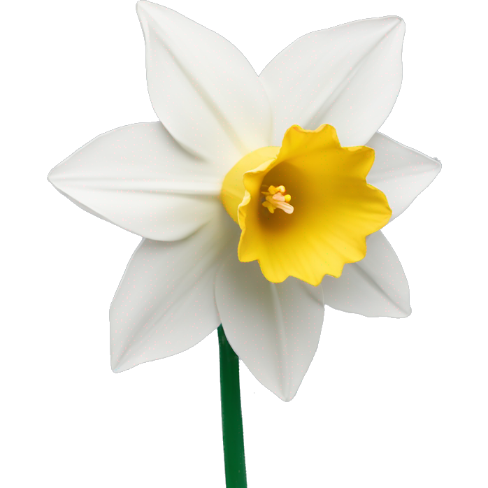 White daffodil flower
