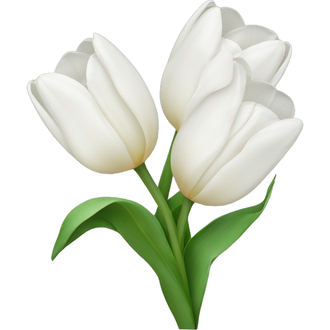 White tulips with a bow