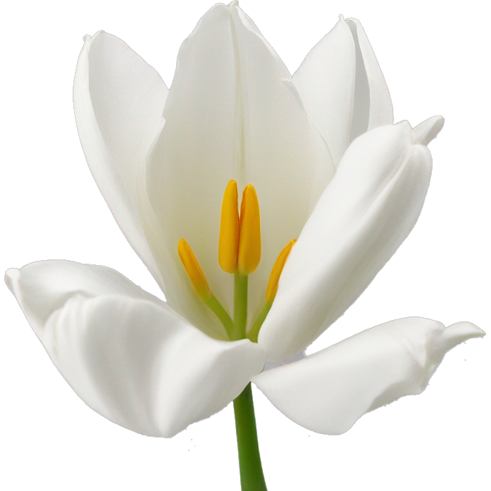 Tulipano bianco