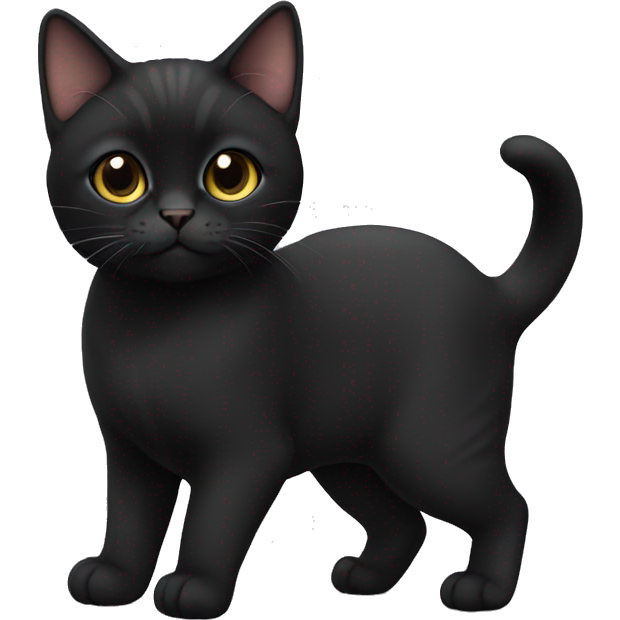 Black munchkin cat